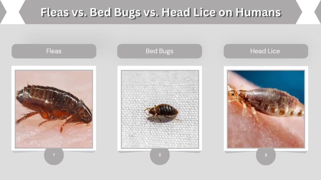 Fleas vs. Bed Bugs vs. Head Lice on Humans