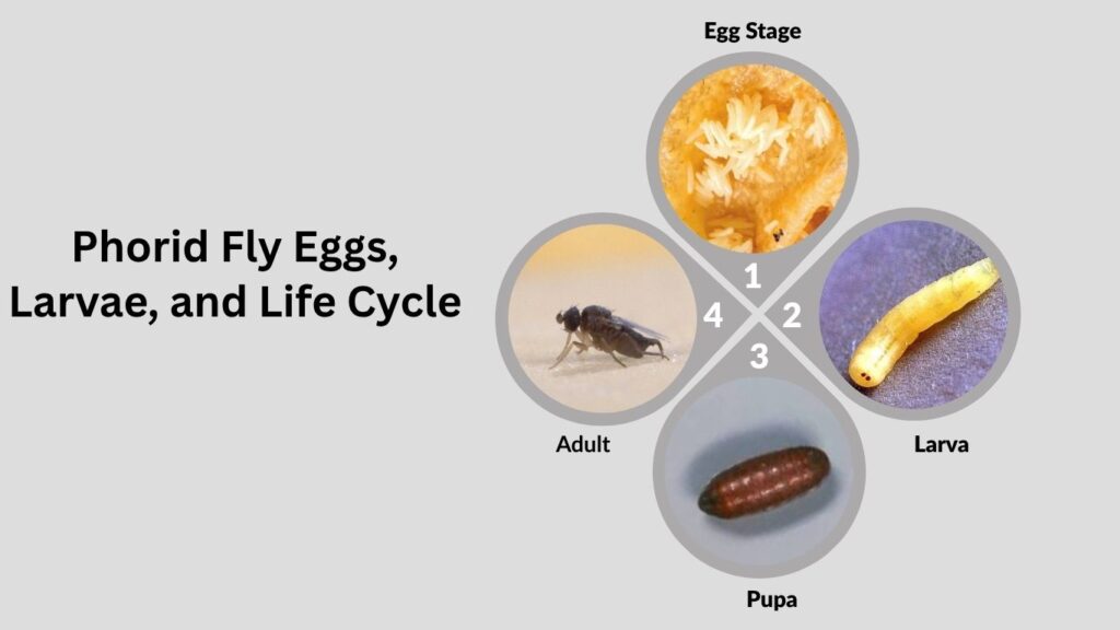 Phorid Fly Eggs, Larvae, and Life Cycle