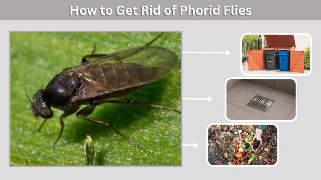 How to Get Rid of Phorid Flies
