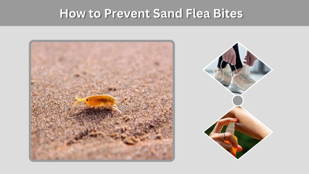 How to Prevent Sand Flea Bites
