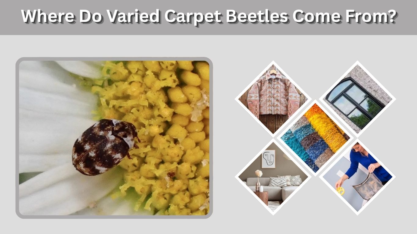 Where Do Varied Carpet Beetles Come From? Causes & Prevention
