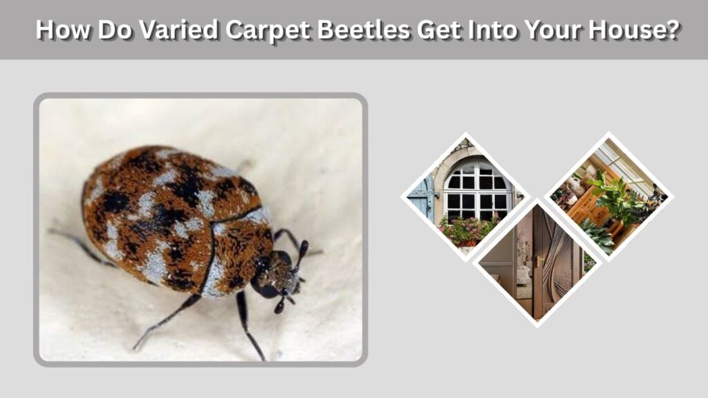 How Do Varied Carpet Beetles Get Into Your House?