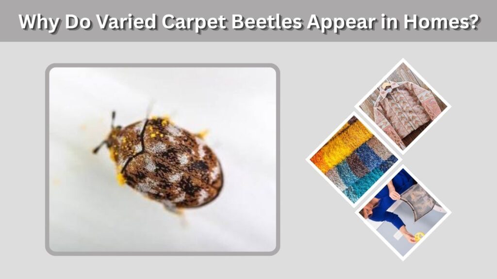 Why Do Varied Carpet Beetles Appear in Homes?