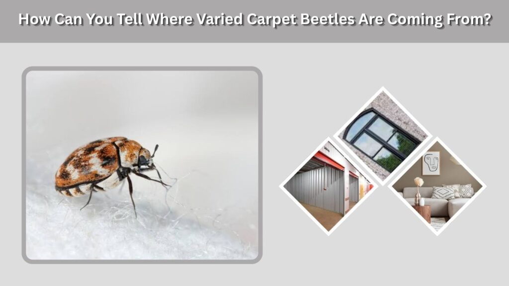 How Can You Tell Where Varied Carpet Beetles Are Coming From?