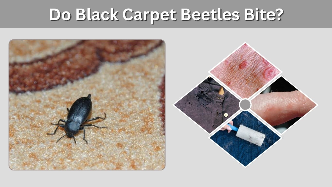 Do Black Carpet Beetles Bite? Symptoms & Treatment