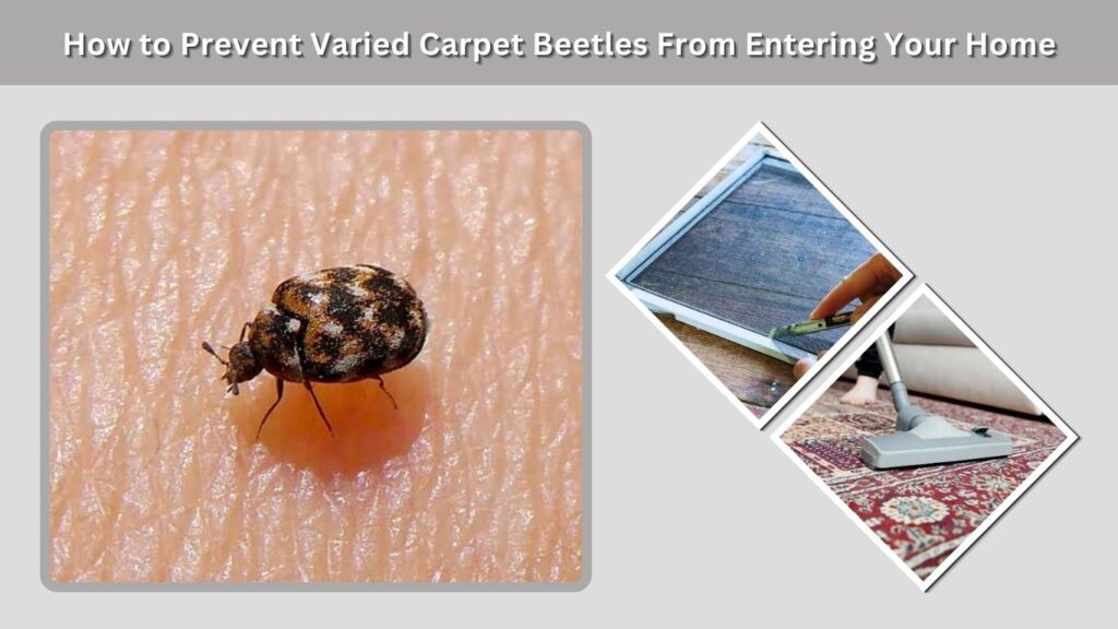 How to Prevent Varied Carpet Beetles From Entering Your Home