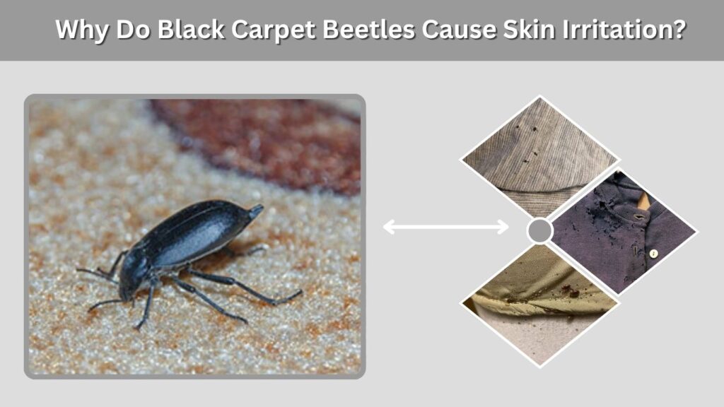 Why Do Black Carpet Beetles Cause Skin Irritation?