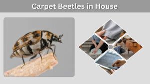 Carpet Beetles in House: Causes, Signs, and How to Get Rid
