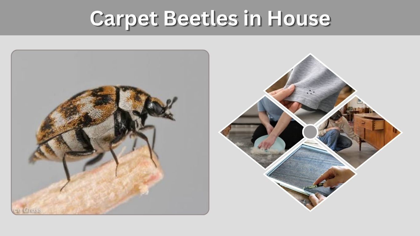Carpet Beetles in House: Causes, Signs, and How to Get Rid