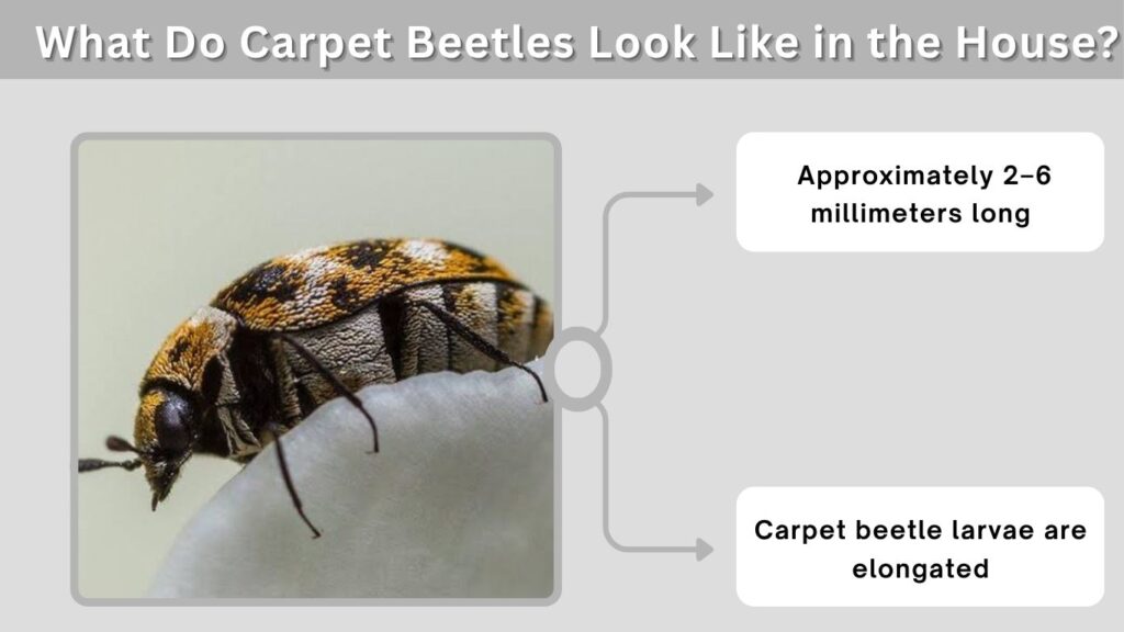 What Do Carpet Beetles Look Like in the House?