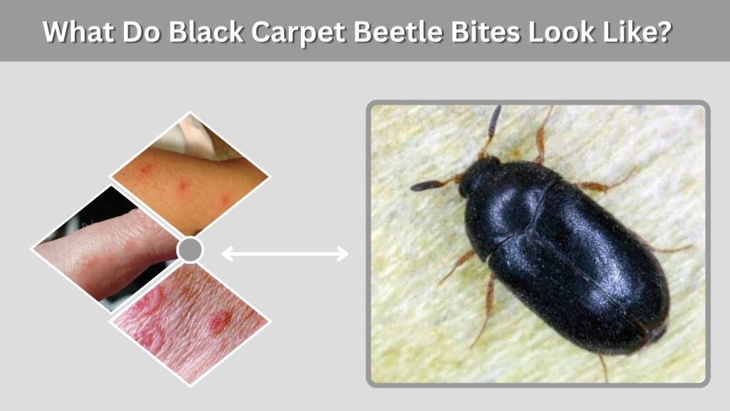 What Do Black Carpet Beetle Bites Look Like?