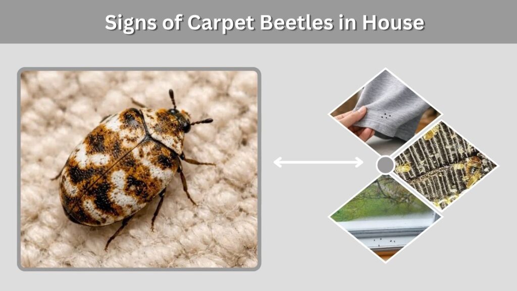 Signs of Carpet Beetles in House
