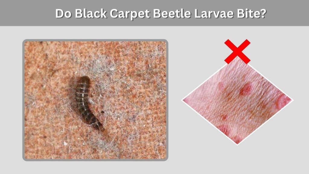 Do Black Carpet Beetle Larvae Bite?