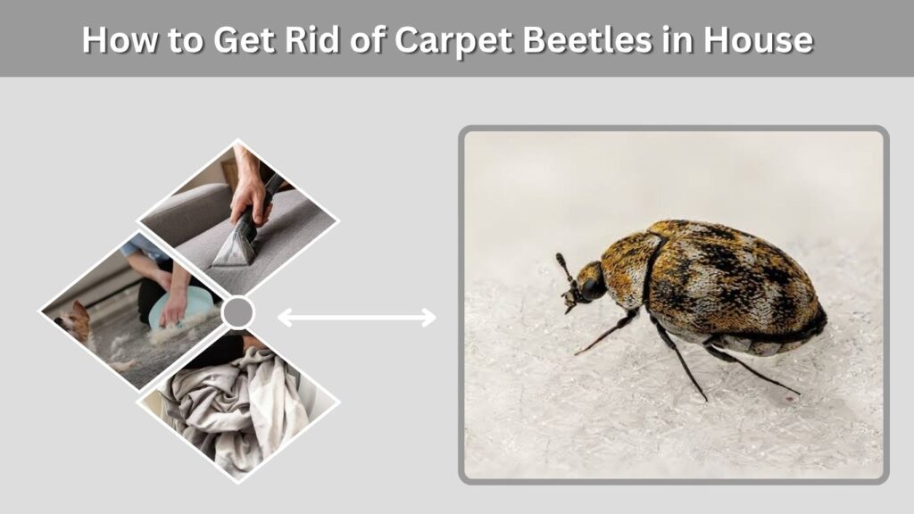 How to Get Rid of Carpet Beetles in House