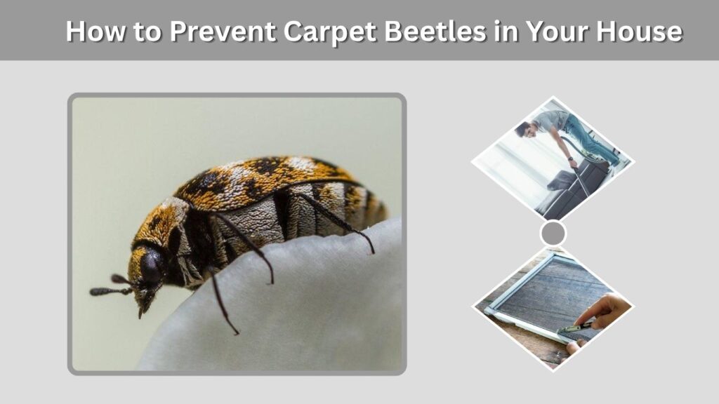 How to Prevent Carpet Beetles in Your House