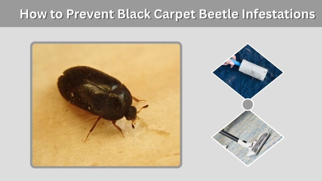 How to Prevent Black Carpet Beetle Infestations