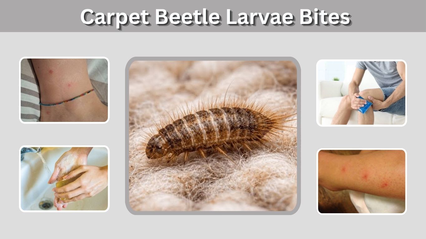 Carpet Beetle Larvae Bites: Symptoms, Rash & Treatment