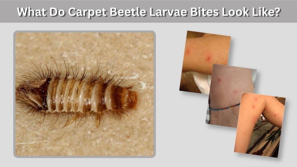What Do Carpet Beetle Larvae Bites Look Like?