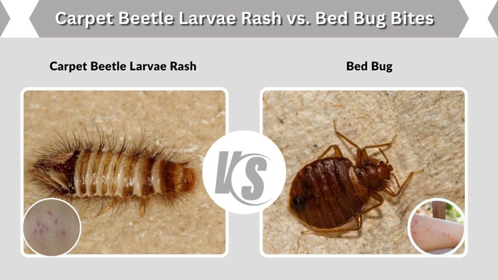 Carpet Beetle Larvae Rash vs. Bed Bug Bites