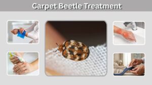 Carpet Beetle Treatment: 9 Effective Ways to Get Rid of Them