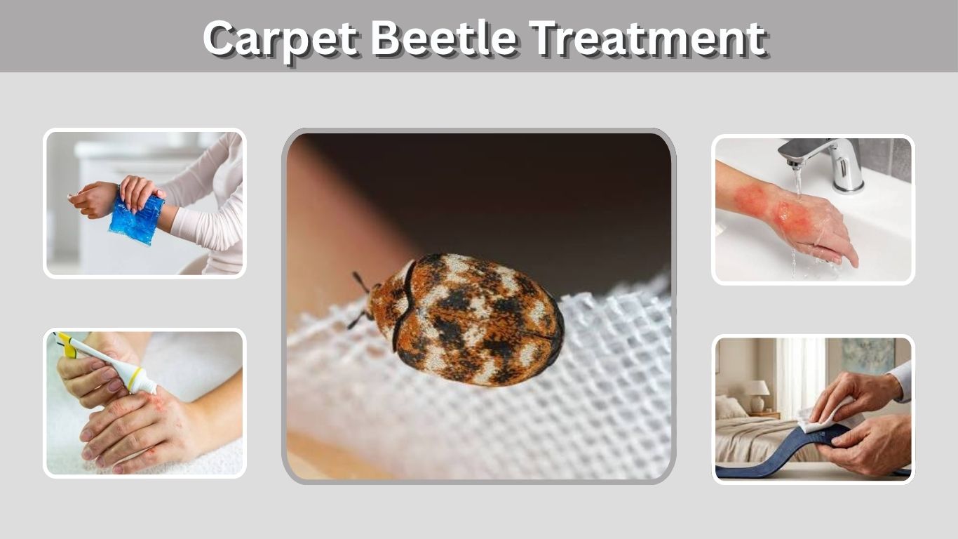 Carpet Beetle Treatment: 9 Effective Ways to Get Rid of Them