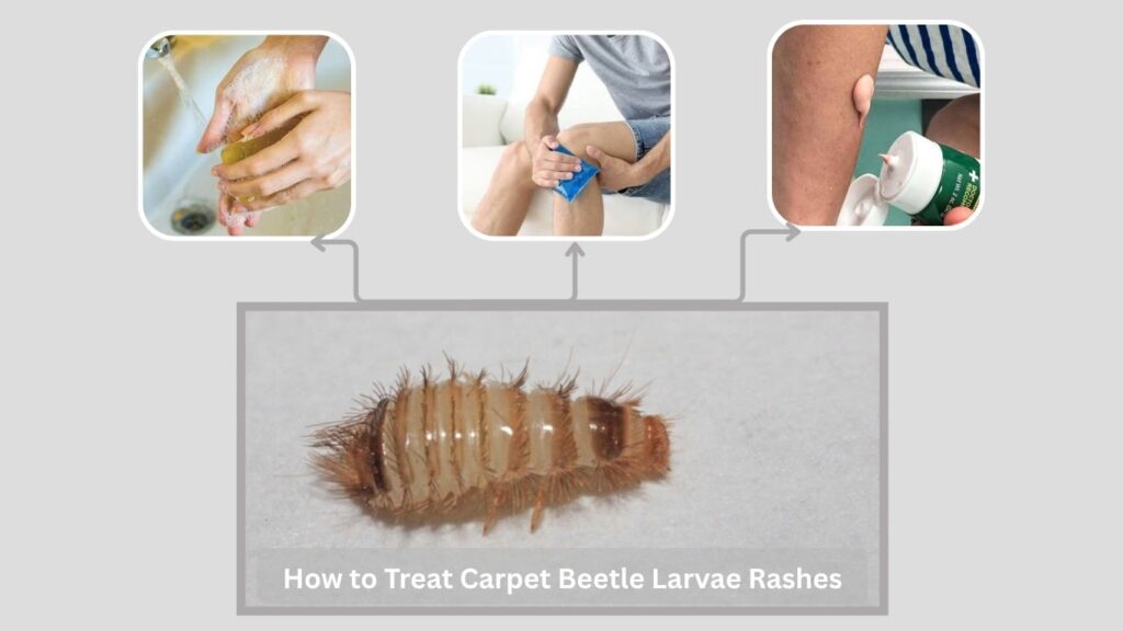 How to Treat Carpet Beetle Larvae Rashes