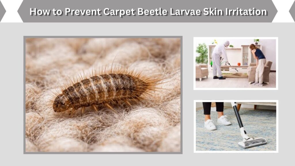 How to Prevent Carpet Beetle Larvae Skin Irritation