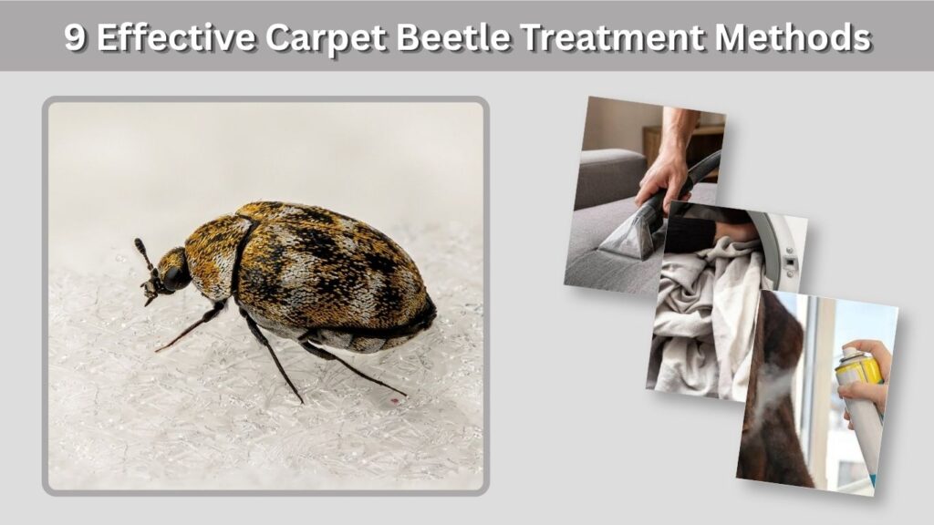 9 Effective Carpet Beetle Treatment Methods