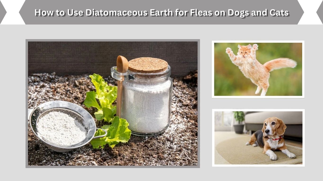 How to Use Diatomaceous Earth for Fleas on Dogs and Cats