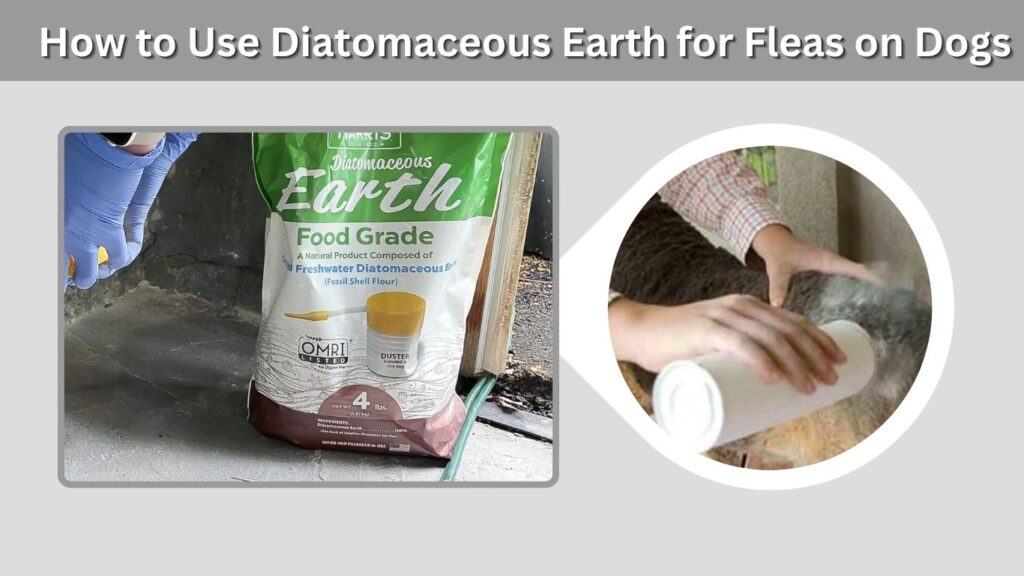 How to Use Diatomaceous Earth for Fleas on Dogs