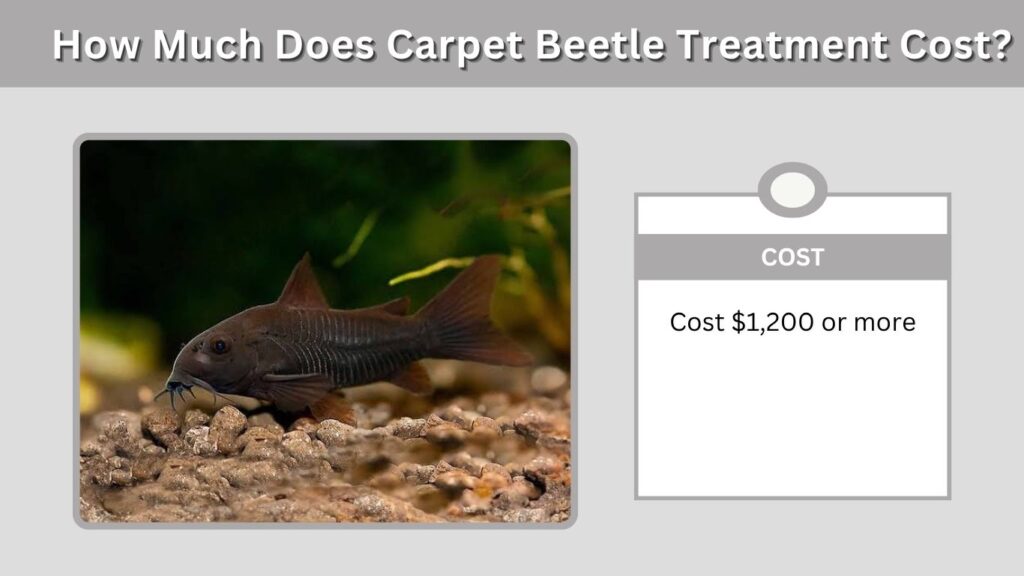 How Much Does Carpet Beetle Treatment Cost?