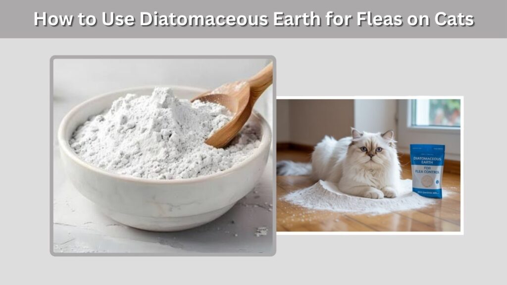 How to Use Diatomaceous Earth for Fleas on Cats