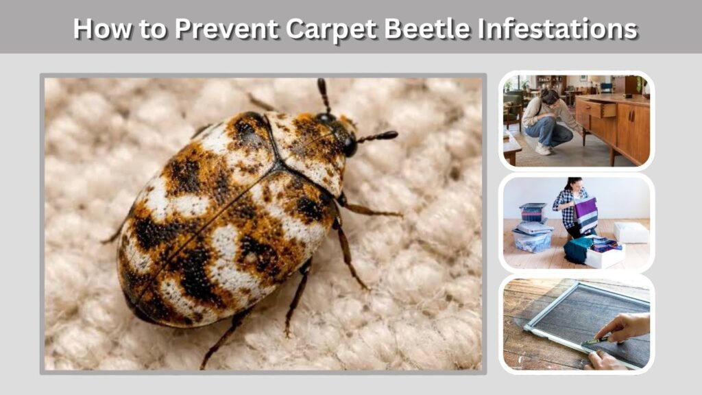 How to Prevent Carpet Beetle Infestations