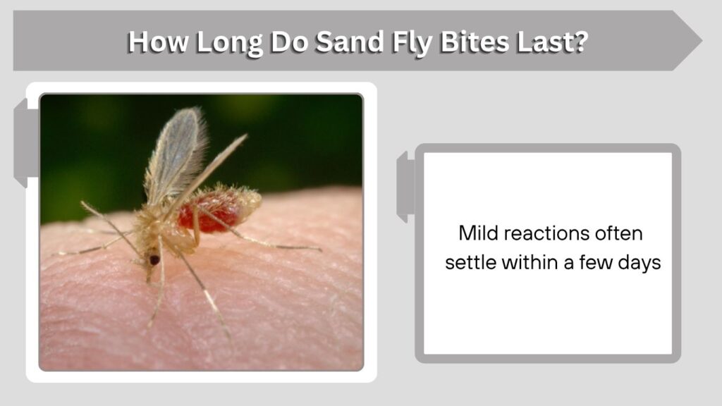 How Long Do Sand Fly Bites Last?