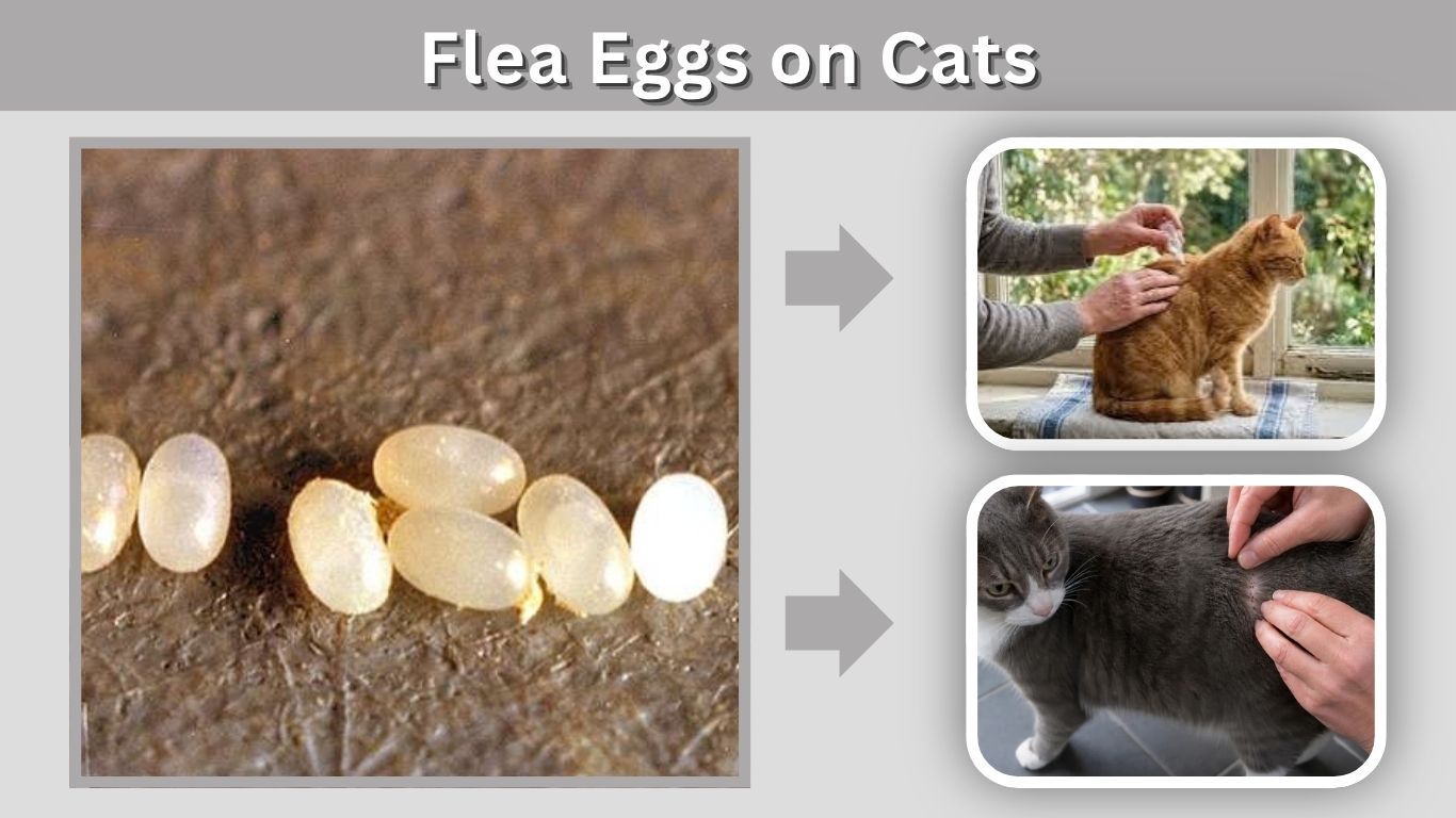 Flea Eggs on Cats: Identification, Treatment & Prevention