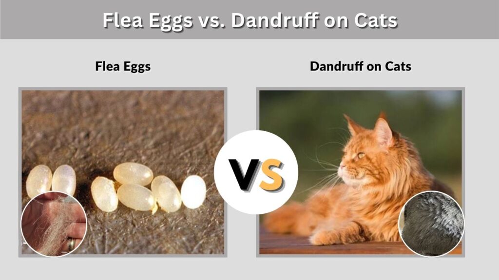 Flea Eggs vs. Dandruff on Cats