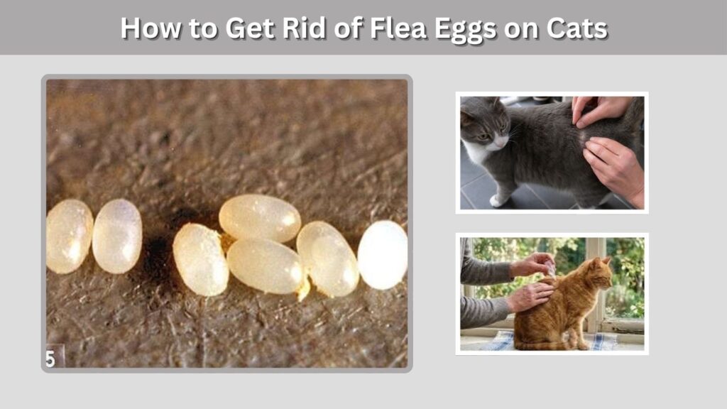 How to Get Rid of Flea Eggs on Cats