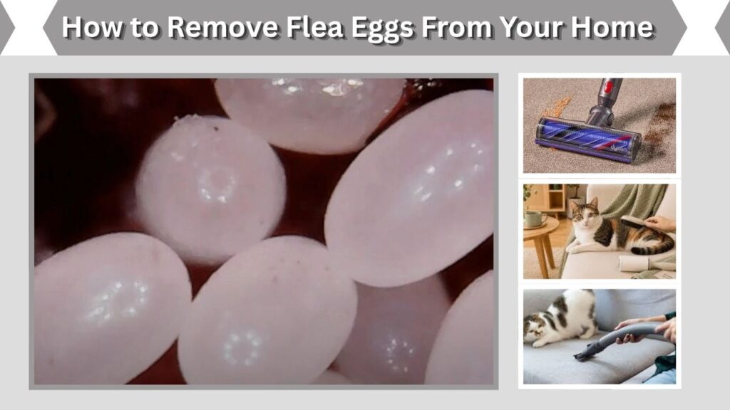 How to Remove Flea Eggs From Your Home