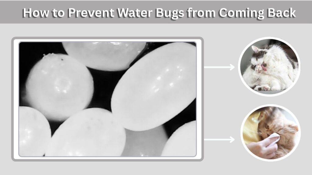 Signs and Prevention of Fleas on Cats