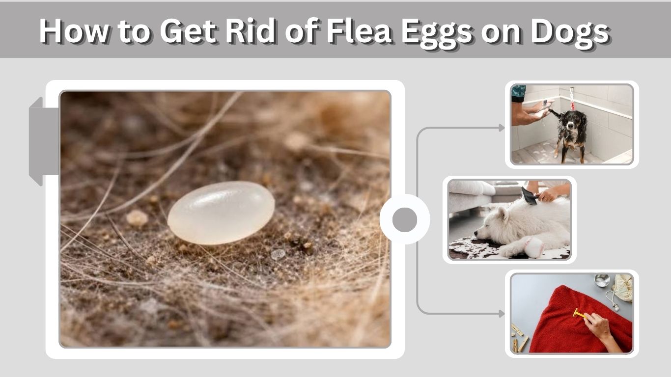 How to Get Rid of Flea Eggs on Dogs: 7 Effective Steps