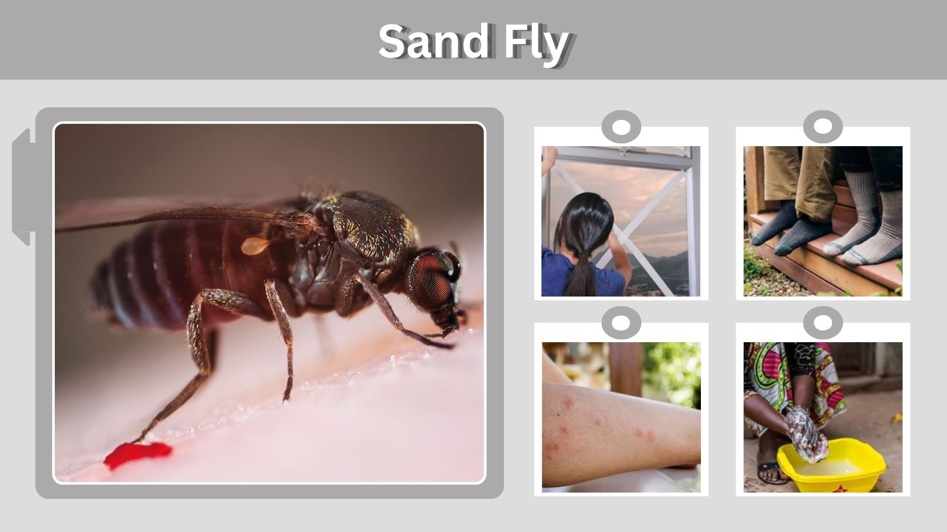 Sand Fly: Identification, Bites, Treatment & Prevention