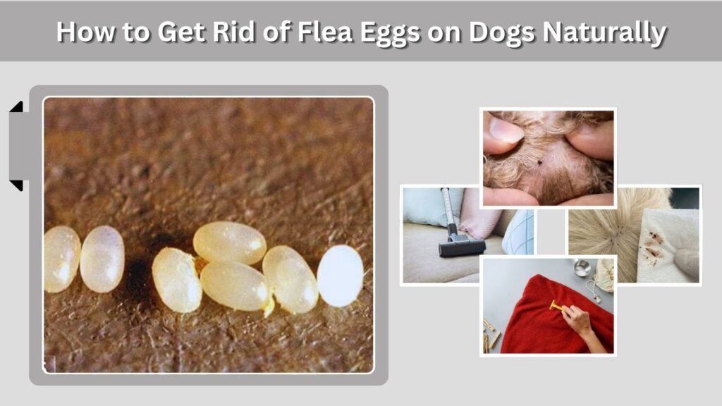 How to Get Rid of Flea Eggs on Dogs Step by Step