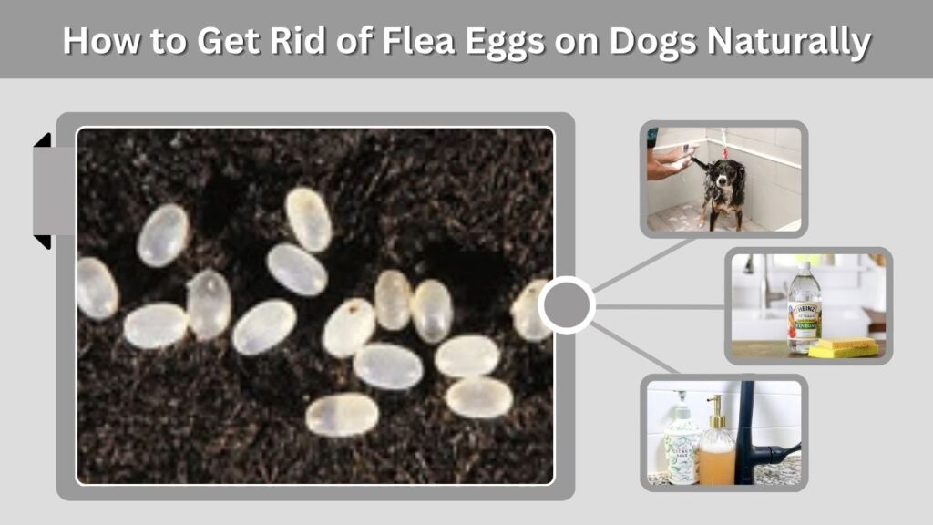 How to Get Rid of Flea Eggs on Dogs Naturally