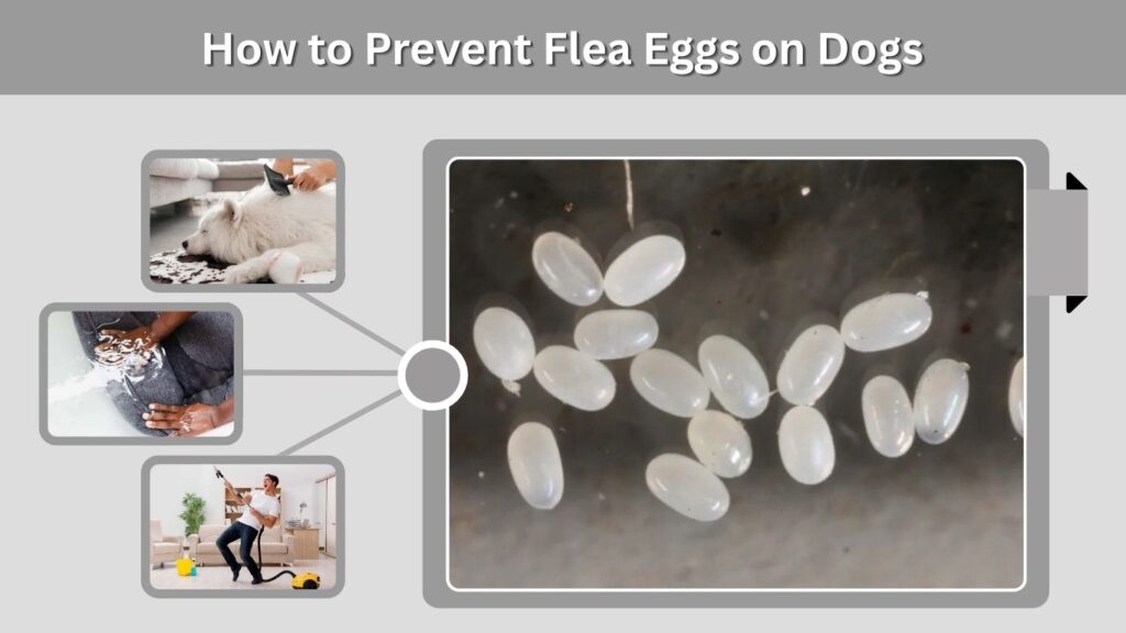 How to Prevent Flea Eggs on Dogs