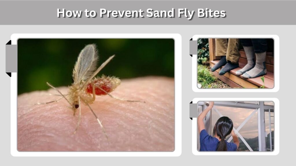 How to Prevent Sand Fly Bites