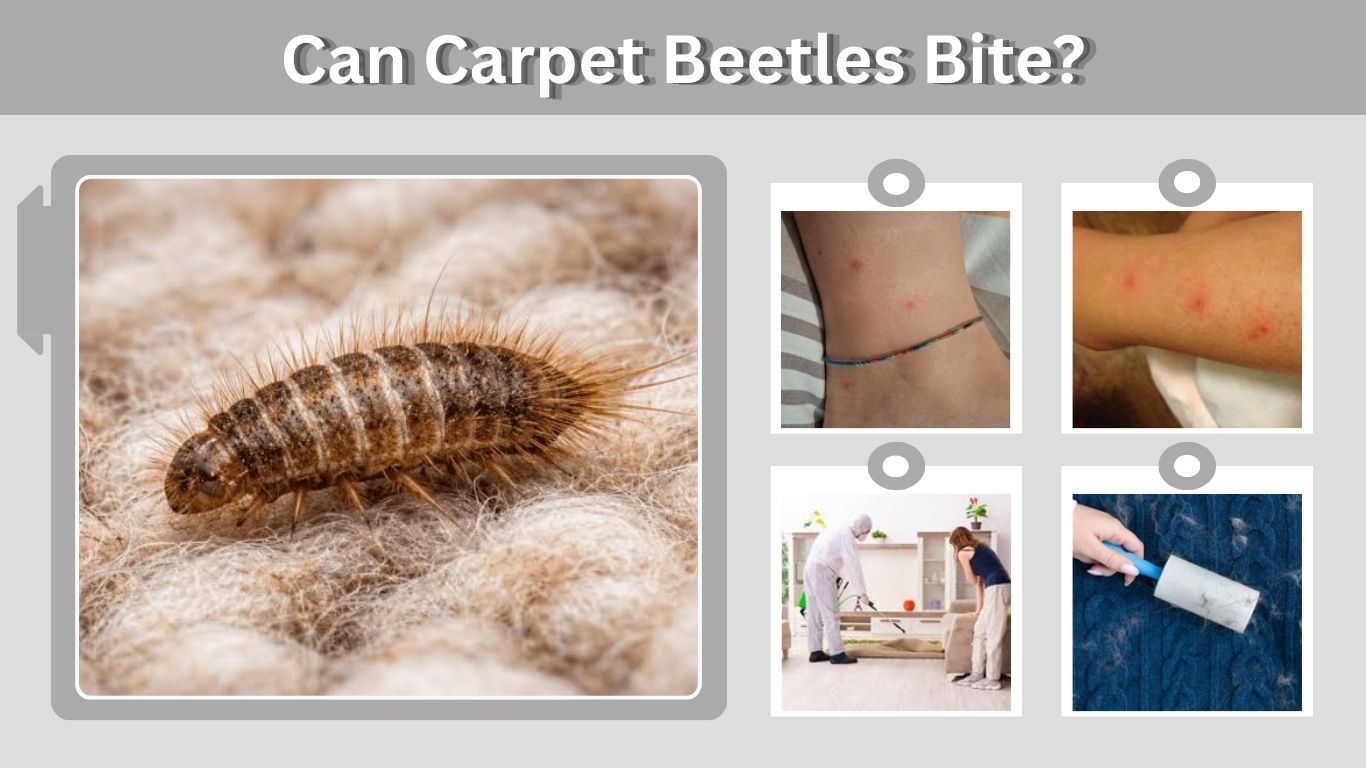 Can Carpet Beetles Bite? Rash, Causes, and Treatment