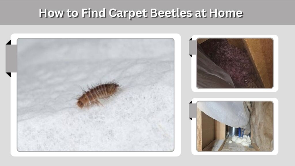 How to Find Carpet Beetles at Home
