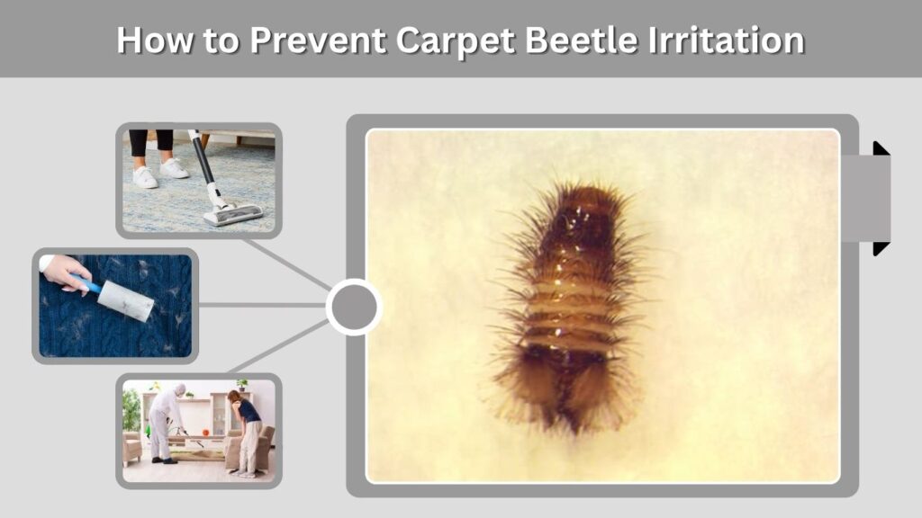 How to Prevent Carpet Beetle Irritation