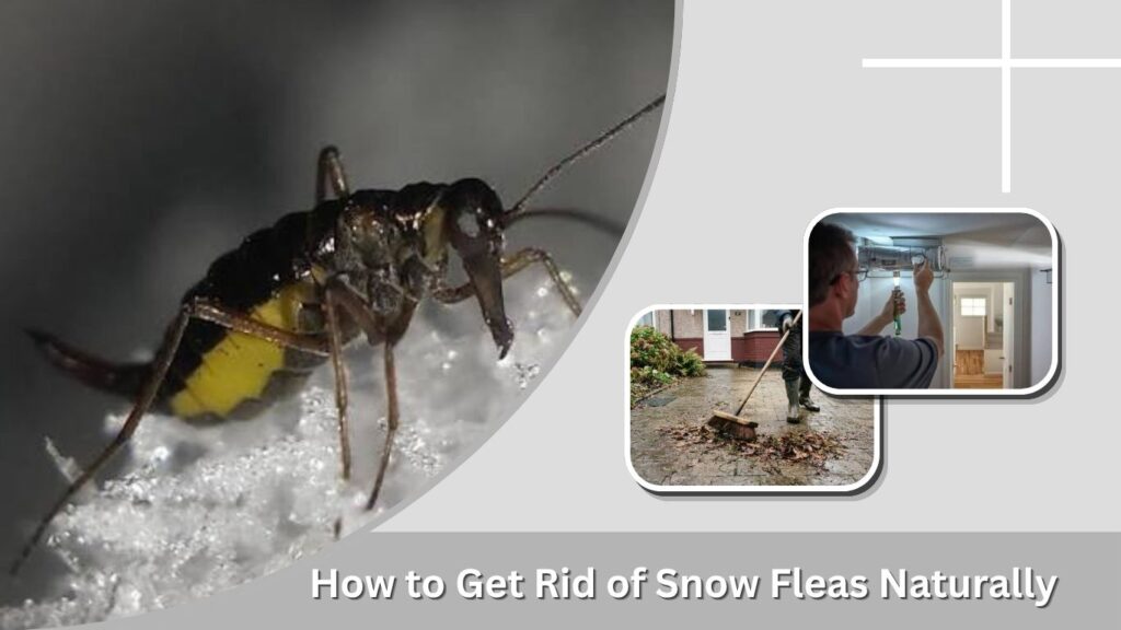 How to Get Rid of Snow Fleas Naturally