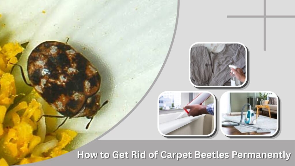 How to Get Rid of Carpet Beetles Permanently